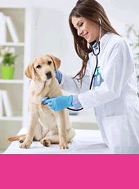 Vet examining dog image